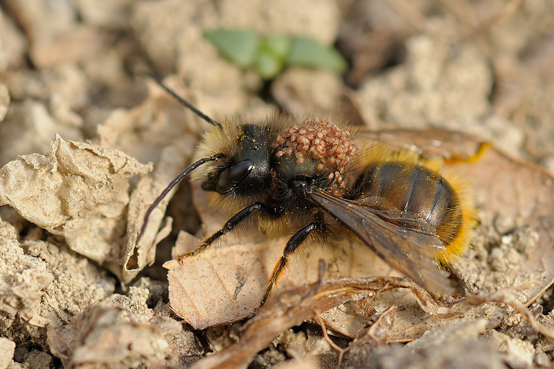 Apidae Megachilinae: maschio di Osmia bicornis (= rufa) con acari